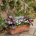 Heuchera Palace Purple Coral Bells Plants (Set of 3 or 6)