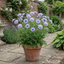 1 Scabious Butterfly Blue Hardy Perennial Plant, Bee Friendly Pincushion Flower, 2L Root Ball