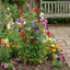 Set of 3 or 6 Large, Garden Ready Plants - Sweet Pea Growers Colour Mix, 10.5 cm