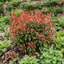 1 Photinia Magical Volcano Evergreen Shrub, Fast Growing Hedge Plant, 3 Litre Root-Ball