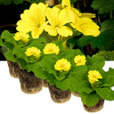 Primrose Cream Plants (Set of 3 or 6)