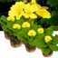 Set of 3 or 6 Outdoor Garden Ready Plants - Primrose Cream, 10.5 cm Rootball