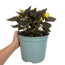Begonia Non Stop Mocca Yellow Plant (5L Pot)