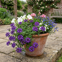 Trailing Verbena Blue Eye Plants (Set of 3 or 6)