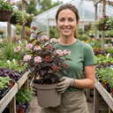 Physocarpus Sweet Cherry Tea Ninebark Plants