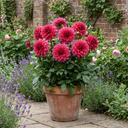 Dahlia Maggiore Deep Rose Plants