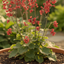 Heuchera Coral Forest