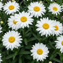 Leucanthemum Madonna White Shasta Daisy Plants (Set of 3 or 6)