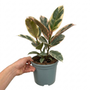 Ficus Elastica Tineke Rubber Tree Plants