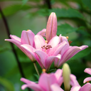 Asiatic Lily Pink Plants (Set of 3 or 6)