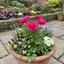 Set of 3 or 6 Ranunculus Vortex Hot Pink Persian Buttercup Plants, Spring Flowering, Outdoor Garden Ready, 1 Litre Root-Ball