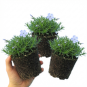 Phlox Emerald Cushion Blue Alpine Plants (Set of 3 or 6)