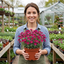 Set of 3 or 6 Large Plants - Arabis Aubris Deep Rose, Ready to Plant in Your Garden, 1L