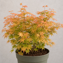 3L Orange Leaf Acer Tree, Nursery Pot, Patio Garden Pots