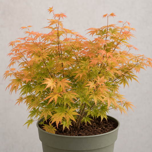 Acer palmatum (Japanese Maple) – Orange Leaf (3L Pot)