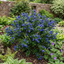 1 Ceanothus Skylark Plant, Hardy Blue Flowering Evergreen Shrub, California Lilac, 3 Litre Root-Ball