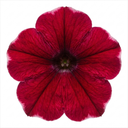 Petunia Rimarkable Cherry Plant (2L Pot)