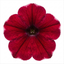 1 Large Plant - Petunia Rimarkable Cherry, Ready to Plant in Your Garden, 2L Pot