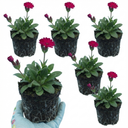 Lychnis atrosanguinea Plants (Set of 3 or 6)