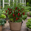 1 Sweet Pepper Thor Live Plant, Outdoor Garden Ready, Grow Your Own Vegetables, 2Ltr Root Ball