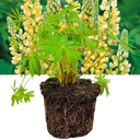 Lupin Legendary Yellow Shades Plant (2L Pot)