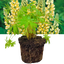 1 Large Plant - Lupin Legendary Yellow Shades, Outdoor Garden Ready, 2L Rootball