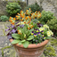 Set of 3 or 6 Primula veris Orange with Yellow Hardy Perennial Plants, Spring Flowering, Outdoor Garden Ready, 11cm Root-Ball