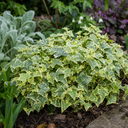 Ceanothus Blue Mound Plant (2L Pot)