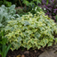 1 Large Plant - Ceanothus Blue Mound, Ready to Plant in Your Garden, 2L Pot