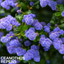 Ceanothus Repens
