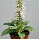 Digitalis Hanabee White Foxglove Plants