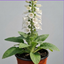 1 Digitalis Hanabee White Foxglove Plant, Hardy Perennial, Bee Friendly, 3 Litre Root Ball