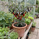 Grow Your Own Chilli Pepper Atomic Plants (Set of 3 or 6)