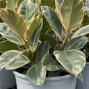 Ficus Elastica Tineke Rubber Tree Plants