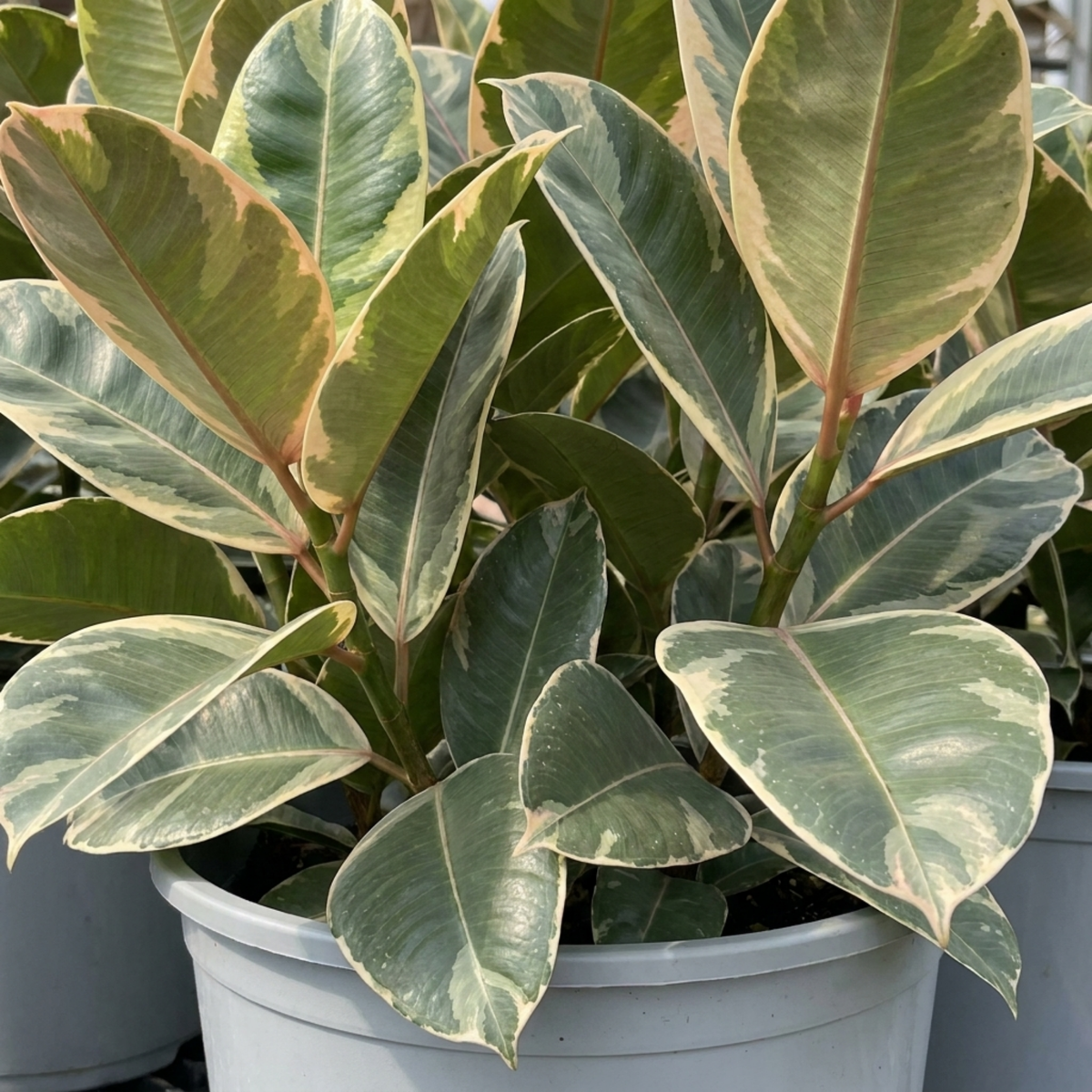 Bushy rubber plant with grey-green leaves broadly edged cream and pink, in a grey pot