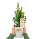 Christmas tree in white pot with star Plant
