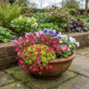 Saxifrage Ice Colours Red Plants (Set of 3 or 6)
