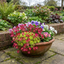 Set of 3 or 6 Saxifrage Ice Colours Red Plants, Hardy Alpine Perennial Rockery Ground Cover, Outdoor Garden Ready, 1 Litre Root-Ball