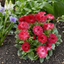 Set of 3 or 6 Garden Ready Plants – Bellis Habanera ‘Red’, Ready to Plant in Your Garden