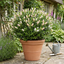 1 Large, Garden Ready Plant - Hebe Champagne (Shrubby Veronica), 17cm / 2L Pot
