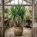 Yucca Elephantipes Spineless Yucca Plants