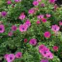 Anemone ‘Harmony Orchid’ Plants (Set of 3 or 6)
