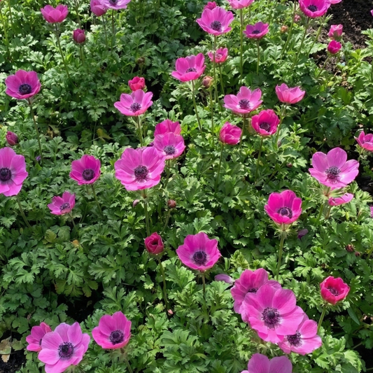 Bed of orchid-pink poppy anemones with dark centres above finely divided green foliage