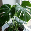 Swiss Cheese Plants