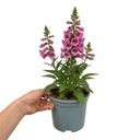 Digitalis Hanabee Pink Foxglove Plant (3L Pot)