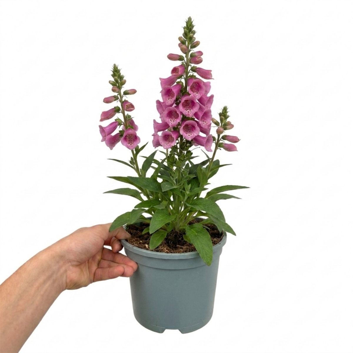 Digitalis 'Hanabee Pink' (Foxglove) – Compact Perennial (3L Pot)