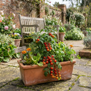 Tomato Losetto Variety Plants (Set of 3 or 6)