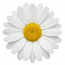 Rhodanthemum ‘Casablanca’ Moroccan Daisy Plants (Set of 3 or 6)