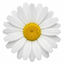 Set of 3 or 6 Rhodanthemum ‘Casablanca’ Hardy Perennial Moroccan Daisy Plants, White Flowering, Outdoor Garden Ready, 1 Litre Root-Ball