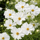 Cosmos Apollo White Plant (2L Pot)
